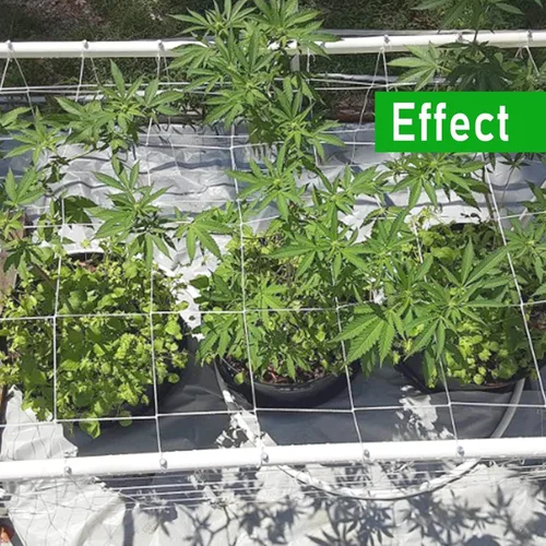 Miniatura 7 de 4 x 8 pies, 1 paquete de red de enrejado blanco para jardín, red de cultivo de poliéster resistente, red para plantas trepadoras al aire libre