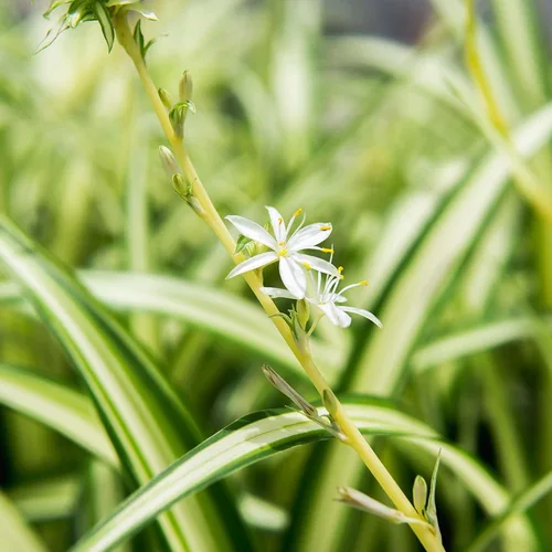 Miniatura 5 de Perfect Plants Planta de araña abigarrada inversa en maceta de cultivo de 6 pulgadas Planta de interior viva para cultivo en interiores Fácil