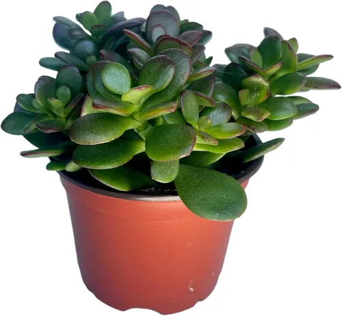 Árbol de jade - Crassula - Fácil de cultivar - Difícil de matar - Cactus - Maceta de 4" - Suculenta viva, plantas suculentas en vivo, plantas