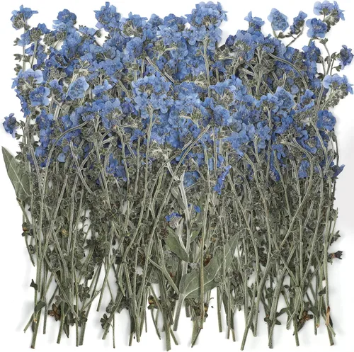 50 piezas de flores secas naturales Forget Me Not Pressed Blue Don't Forget Me Dry Flower Real para joyería de resina, fabricación de tarjetas de