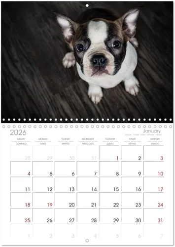 Miniatura 5 de Boston Terrier de colores 2022 (calendario mensual de pared 2024 11.7 x 16.5 pulgadas (abierto), calendario de 14 meses CALVENDO