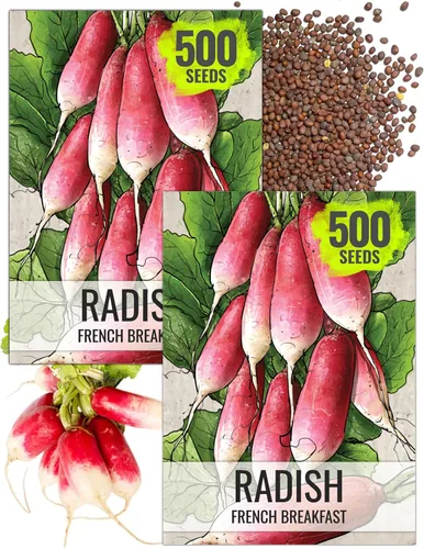 Miniatura 11 de Seed Needs Semillas de rábano para plantar rábanos sandía, reliquia sin OMG y sin tratar, cultiva un huerto cultivado en casa, cultivos para clima
