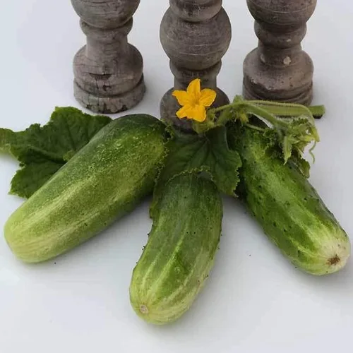 Pepino de doble rendimiento, 1 onza a granel ~ 700 semillas, reliquia, polinizada abierta, sin OMG, semillas de jardinería agrícola y vegetal
