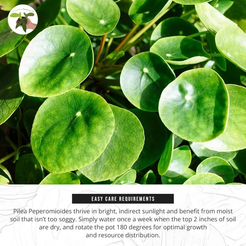 Miniatura 4 de California Tropicals Planta de dinero chino rara (Pilea Peperomioides) – Planta de casa viva, maceta de 4 pulgadas para un fácil cuidado, perfecta