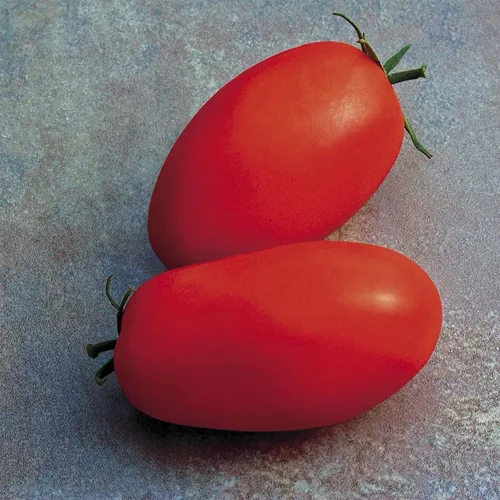 Miniatura 5 de Park Seed Variedad de semillas de tomate, plantación de verduras, fácil de cultivar, sin OMG, perfectas para cosechar, híbrido Celebrity Plus