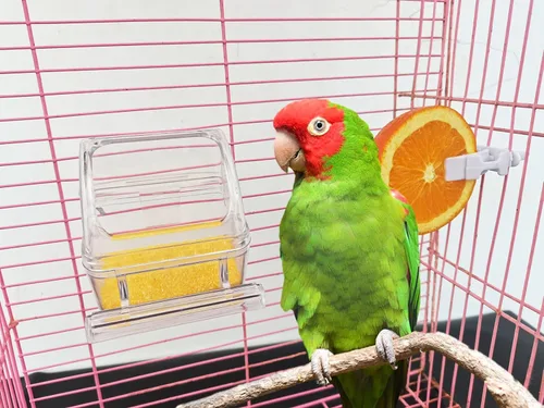 Miniatura 5 de Paquete de 4 comederos para pájaros para jaula sin ensuciar, cuenco de comida de periquito con tapa, dispensador de agua de loro colgante