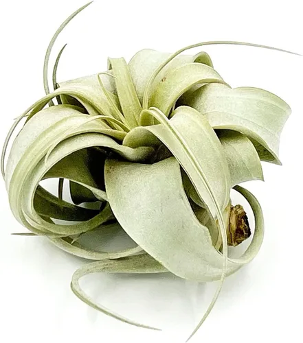 Miniatura 18 de ragnaroc Plantas de aire – Tillandsia Xerographica, gigante de 9-14 pulgadas – 1 unidad – Llegada viva garantizada – Plantas