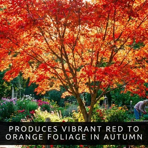 Miniatura 2 de Amur Maple Tree - Plantas vivas (Acer ginnala) – Follaje de otoño rojo brillante – Árbol ornamental resistente – Arce compacto de rápido crecimiento
