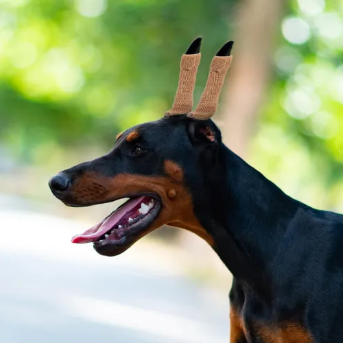 Miniatura 8 de Garneck Herramienta de soporte para orejas de perro, kit de publicación de orejas de perro con cinta y 2 barras de corrección fijas verticales cinta