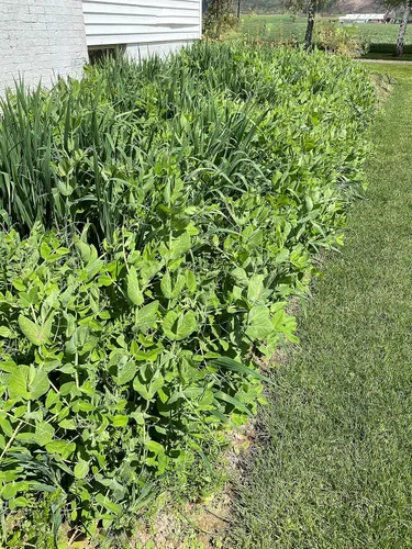 Miniatura 5 de Cubre la mezcla de semillas de cultivos de Eretz (25 libras). Elige el tamaño. Willamette Valley, cultivadas en Oregon, sin OMG, sin rellenos, sin