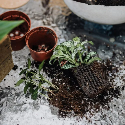 Miniatura 6 de YBB 6 cestas de protección de raíces, cestas de velocidad de alambre Gopher, cestas de acero inoxidable para topos y campañoles para protección