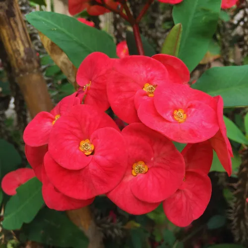 Miniatura 3 de Planta viva de corona roja de espinas, planta viva de corona de espinas, 4 unidades en maceta, planta suculenta perenne viva