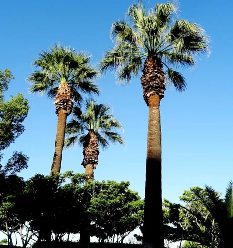 Miniatura 4 de 30 semillas de palmera de abanico, Washington Filifera, planta de hoja perenne de rápido crecimiento
