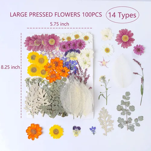 Miniatura 2 de 100 piezas de flores y hojas secas prensadas reales, herbario de plantas naturales para moldes de resina DIY, fabricación de joyas y manualidades