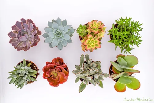 Miniatura 5 de Suculentas grandes y coloridas para exteriores, surtidas de 4 pulgadas, plantas suculentas vivas para exteriores, suculentas vivas grandes