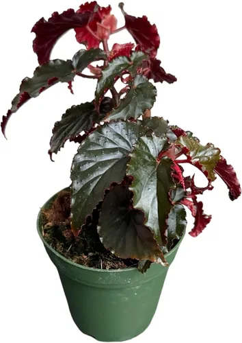 Miniatura 2 de Begonia Black Magic, Begonia Rex, maceta de 4 pulgadas, planta viva muy única y fácil de cuidar
