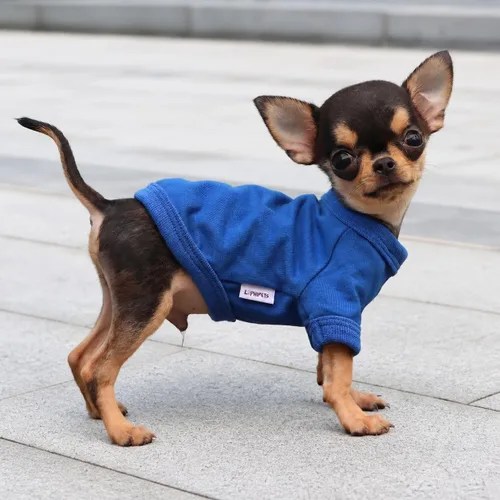 Miniatura 5 de LOPHIPETS Camiseta de perro 100% algodón para perros pequeños Taza de té Chihuahua Yorkie Ropa para cachorros - Azul/XXS