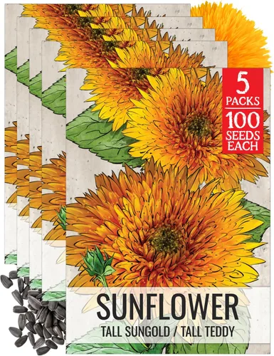Miniatura 7 de Seed Needs, Tall Teddy - Semillas de girasol – 100 semillas de reliquia para plantar Helianthus annuus – Flores de doble pétalo, atrae polinizadores