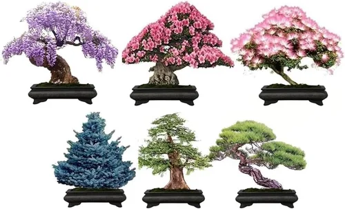 6 tipos de semillas de bonsái para plantar - Elija de 3 kits o consíguelos todos (Kit uno - 6 tipos)