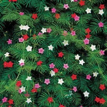 Miniatura 4 de Park Seed Semillas fragantes de vid sacacorchos, prímula, tonos rosa concha y plateado, paquete de 5 semillas Sacacorchos fragante