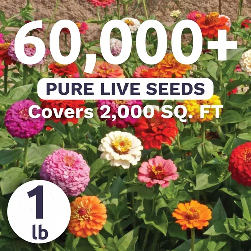 Miniatura 4 de Zinnia Cut & Come Again Mix - Bolsa a granel de 1 libra - 60,000 semillas de flores para plantar - Zinnia elegans