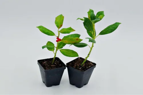Miniatura 9 de Greenwood Nursery: Árboles vivos – Árbol arborvitae gigante verde + Thuja Standishii X Plicata – [Cantidad: 5 x 2.5 macetas]