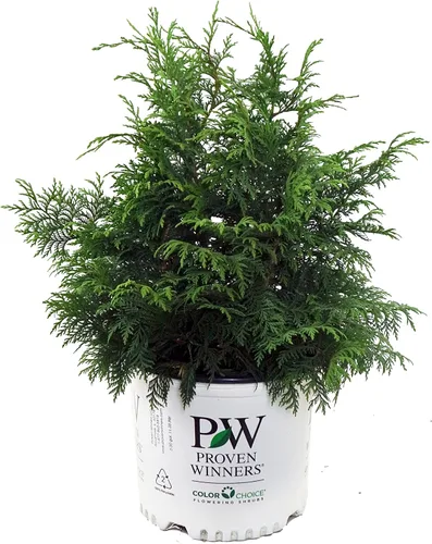 Ganadores probados - Chamaecyparis p. Soft Serve (ciprés falso), follaje verde de hoja perenne, # 3 - Contenedor de tamaño
