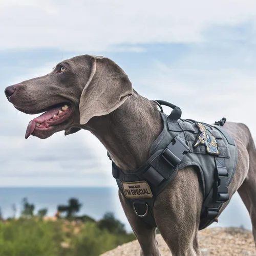 Miniatura 7 de Chaleco táctico para perro, con asa, arnés militar para perros grandes y medianos, chaleco de perro sin tirar con paneles de gancho y bucle, arnés