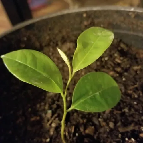 Miniatura 2 de Planta de guanábana bien arraigada totalmente cultivada, planta Annona Muricata, planta frutal de árbol vivo de guanábana guanábana, planta
