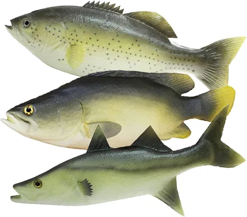 Conjunto de falsos peces de mar, modelo de pez realista para decoración del hogar, exposición comercial y como accesorio de fotografía, conjunto de