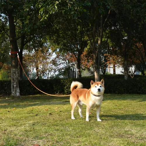 Miniatura 6 de ZALER Correa larga para perro, correa de entrenamiento de perros de 50 pies, 30, 20, 15 y 10 pies, correa de entrenamiento para perros, correa Azul