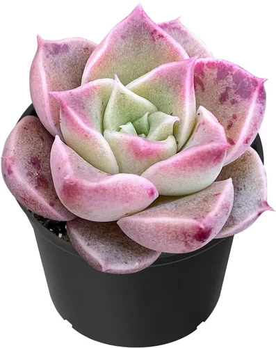Miniatura 20 de Sprout N Green Golden Jade - Crassula Ovata 'Hummel Sunset', rara planta suculenta linda totalmente enraizada en maceta de 2 pulgadas con tierra