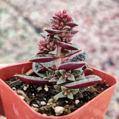Miniatura 4 de Plantas de cactus suculentas vivas de USKC (maceta de 2 pulgadas)