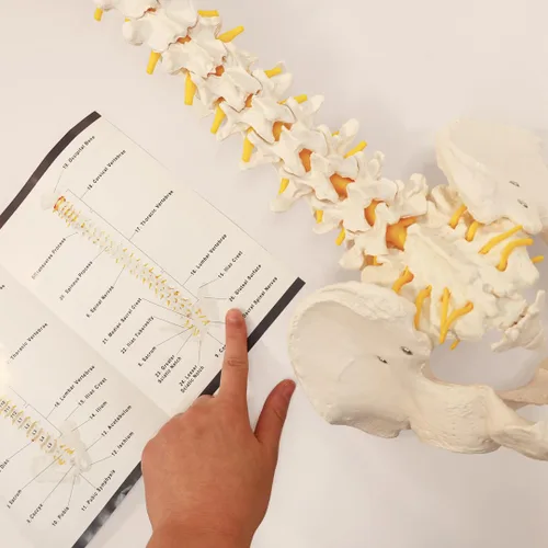 Miniatura 2 de Axis Scientific - Columna vertebral flexible de tamaño natural con pelvis masculina, nervios y arterias espinales, incluye soporte de metal