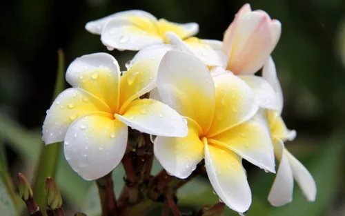Miniatura 4 de Hawaiian Rare Plumeria Frangipani Planta esquejes rojo, blanco, amarillo, rosa - 10 pulgadas - Descuento Hawaiian Gifts LQ4 (Blanco) Frangipani