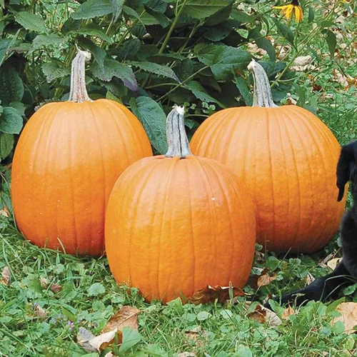 Miniatura 3 de UtopiaSeeds - Semillas de calabaza de campo Connecticut, calabaza grande, ideal para tallar