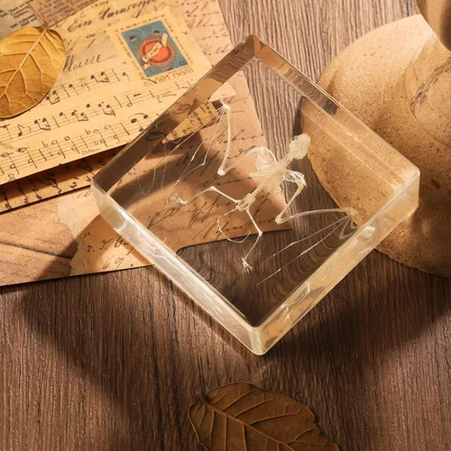 Miniatura 4 de Espécimen de esqueleto de murciélago real en resina para educación científica en el aula, gran regalo para fanáticos de la taxidermia, cráneo