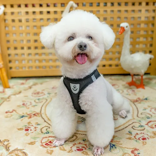 Miniatura 7 de PUPTECK Juego de arnés ajustable para perro, collar y correa sin tirones, arnés para mascotas para perros pequeños y medianos, cachorros y gatos