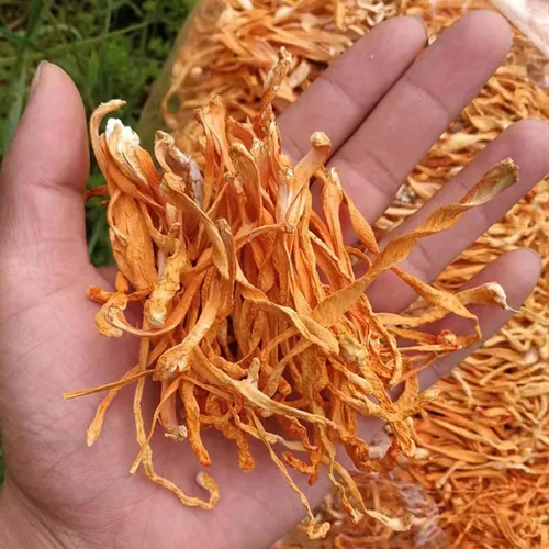 Miniatura 2 de SIFANGDA Cordyceps Flower / Cordyceps seca de hongos militaris/Chong Cao Hua/Cabeza de poro Ordyceps Militaris/Cordceps Pupea Dorado (3.5 onzas)