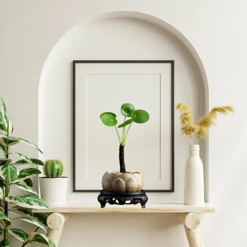 Miniatura 7 de Planta Orgánica de Dinero Chino de Dr. Lu (Pilea Peperomioides) Planta de la Amistad/OVNI Enraizada Plantas de Interior Raras para la Buena