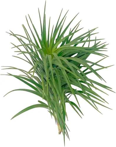 Miniatura 41 de ragnaroc Air Plants - Tillandsia Caput Medusae Floreciente, Grande 5-7" - 1ct - Llegada Viva Garantizada - Plantas de Casa para Decoración del Hogar
