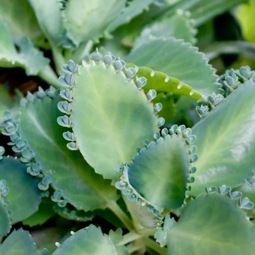 Miniatura 4 de Planta viva madre de miles Kalanchoe Plantas de inicio, plantas de interior Kalanchoe suculentas, maceta de 2.5 pulgadas