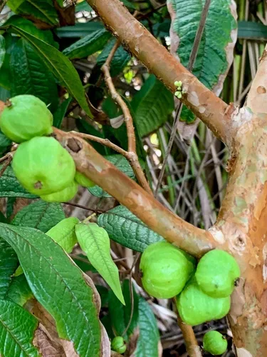 Miniatura 5 de Almacén de EE. UU., planta viva (no semilla ni bulbo), planta blanca Jaboticaba Plinia Aureana de hoja grande de árbol frutal de uva brasileña