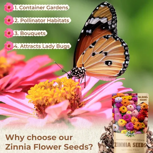 Miniatura 3 de Más de 16000 semillas de flores de Zinnia para mezcla de colores 2026-7+, alta tasa de germinación, perfectas para jardines, mezcla de semillas