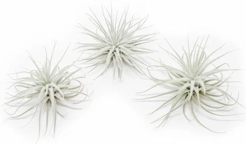 Miniatura 2 de Planta de aire grande Tectorum Ecuador - Plantas suculentas de interior de Tillandsia vivas - Disponible al por mayor y a granel - Decoración
