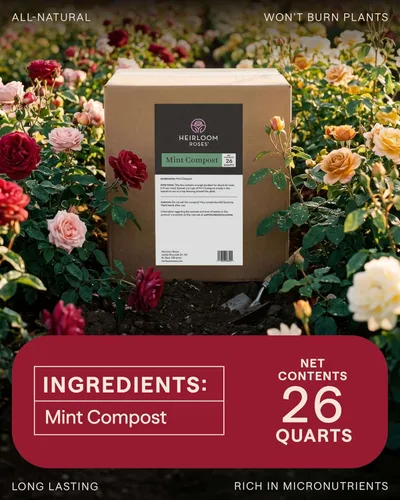 Miniatura 6 de Heirloom Roses Compost de menta, 100% natural, enmienda superior del suelo para plantar rosas, rico en micronutrientes y nitrógeno para verduras