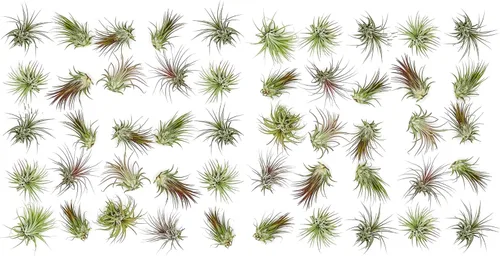 ragnaroc Plantas de Aire a Granel – Paquete al Por Mayor de Tillandsia Ionantha, Regular 1-3" – 50 unidades – Llegada Viva Garantizada – Plantas de
