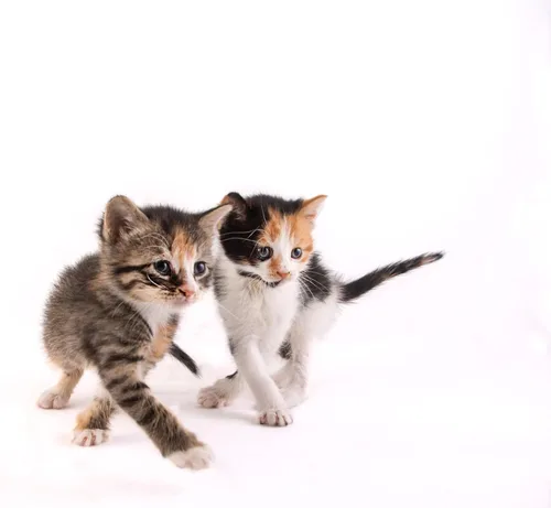 Miniatura 4 de Fórmula de Reemplazo de Leche en Polvo para Gatitos Hartz - 11 Oz