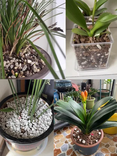 Miniatura 4 de Enmienda de suelo hortícola de perlita orgánica 50QT para plantas y drenaje mejorado Large Perlita