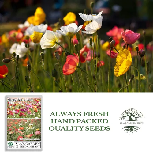 Miniatura 4 de Mission Bells - Mezcla de semillas de amapola (Eschscholzia californica) - 1500 semillas tradicionales sin OMG, vibrantes flores semi-dobles